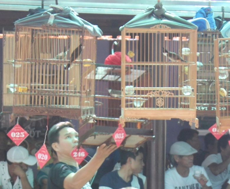 Den- ca- phe- truong- chim- nghe- chim- chao- mao-