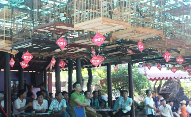 Den- ca- phe- truong- chim- nghe- chim- chao- mao-