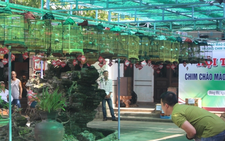 Den- ca- phe- truong- chim- nghe- chim- chao- mao-