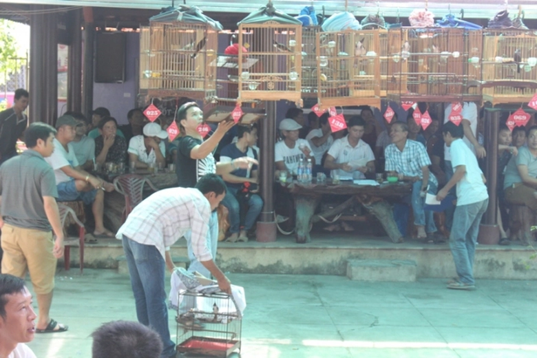 Den- ca- phe- truong- chim- nghe- chim- chao- mao-