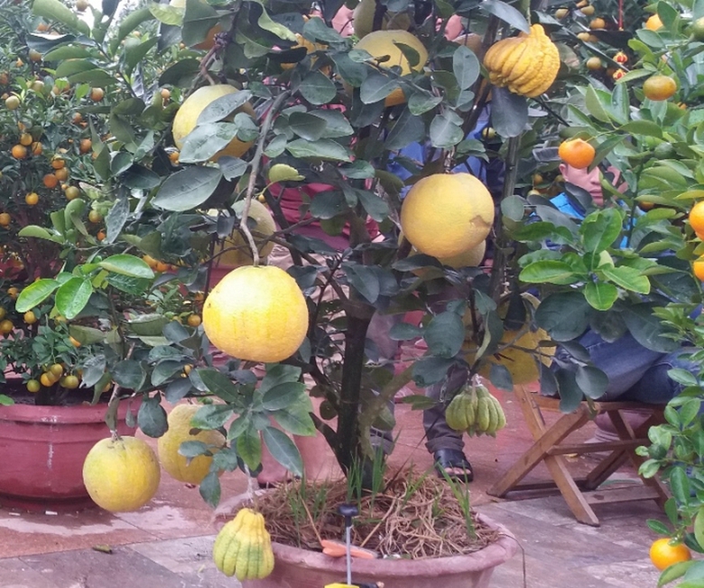 Buoi- phat- thu- bac- trieu- tai- hoi- cho- hoa- X