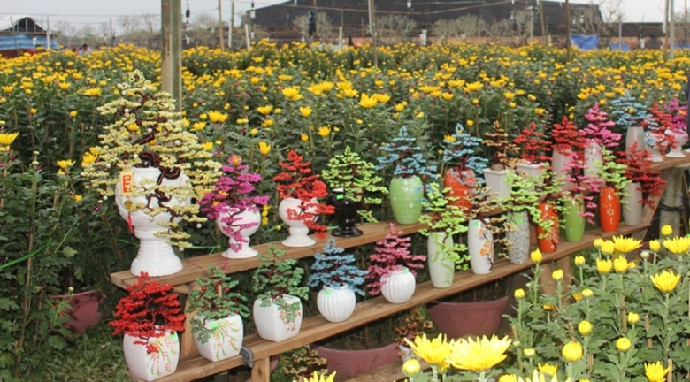 Bonsai- canh- vang- la- ngoc- cuc- doc- tai- cho- 