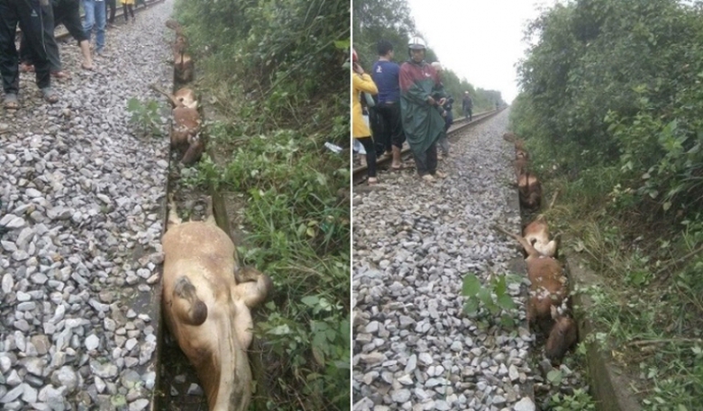 14- con- bo- chay- rong- tren- duong- ray- bi- tau