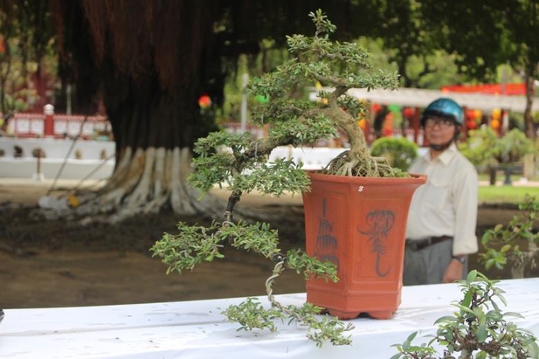 Me- man- vuon- bonsai- dua- nhau- khoe- dang- giua