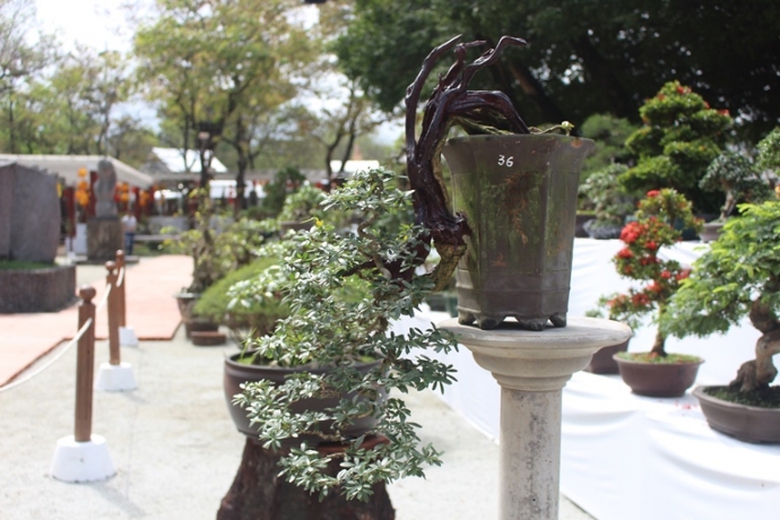 Me- man- vuon- bonsai- dua- nhau- khoe- dang- giua