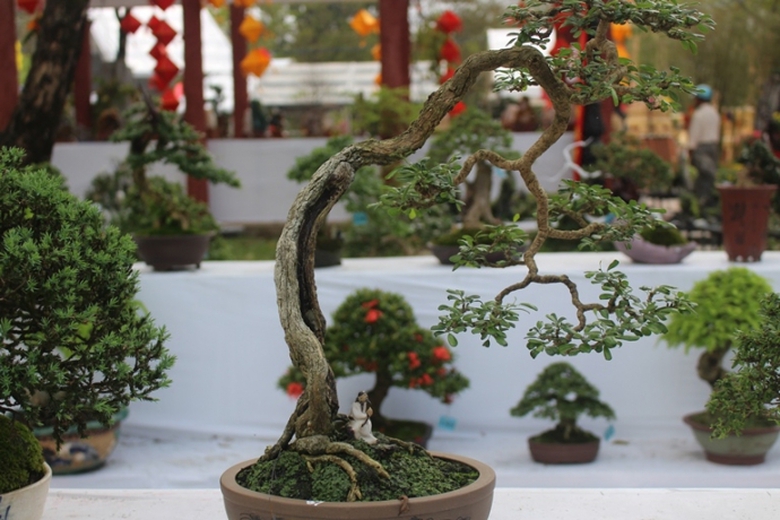 Me- man- vuon- bonsai- dua- nhau- khoe- dang- giua