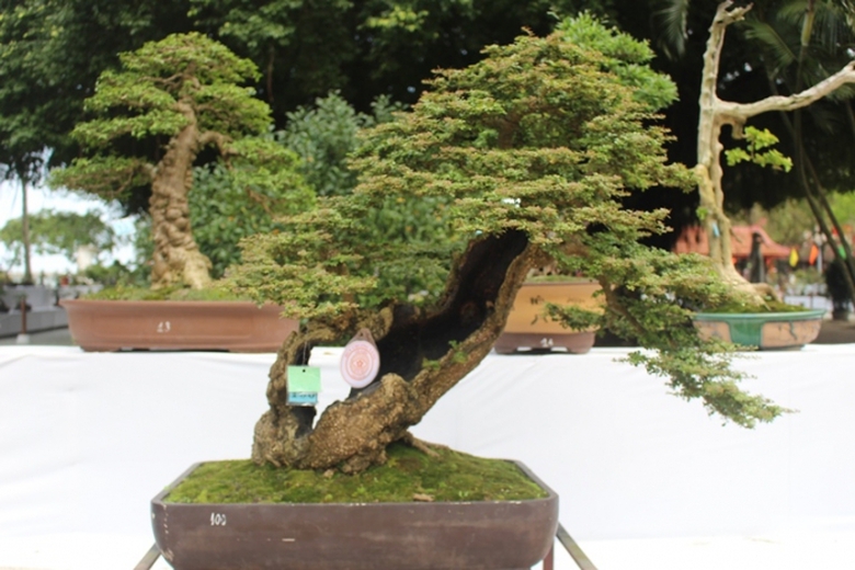 Me- man- vuon- bonsai- dua- nhau- khoe- dang- giua