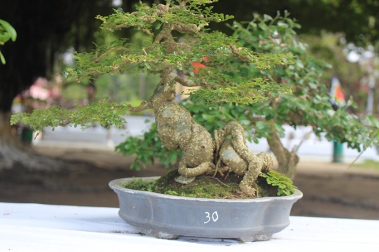 Me- man- vuon- bonsai- dua- nhau- khoe- dang- giua