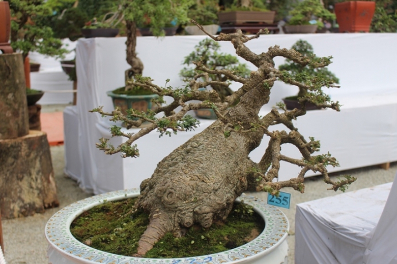 Me- man- vuon- bonsai- dua- nhau- khoe- dang- giua