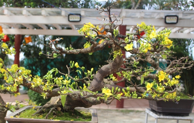 Me- man- vuon- bonsai- dua- nhau- khoe- dang- giua