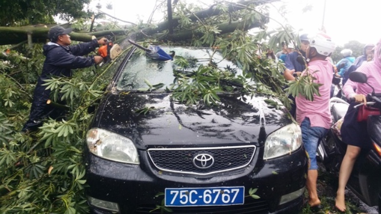 Cay- xanh- bat- ngo- nga- do- de- xe- bien- xanh- 