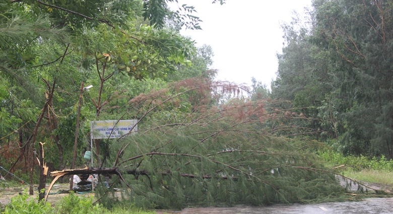 Cay- xanh- gay- do- chan- duong- CSGT- Dan- quan- 