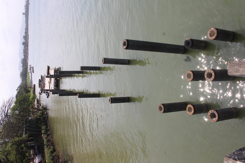 Pho- di- bo- lat- go- lim- phia- Nam- dong- song- 