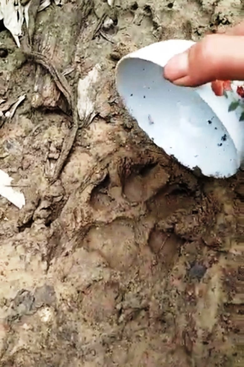 Quang- Tri- Nghi- van- bao- hoa- mai- xuat- hien- 