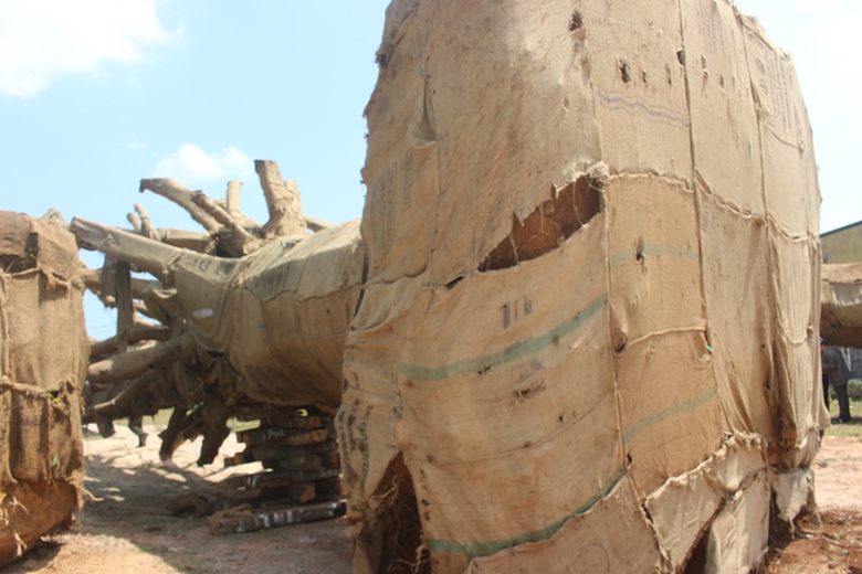 Can- canh- nhung- cay- khung- nhu- quai- thu- duoc