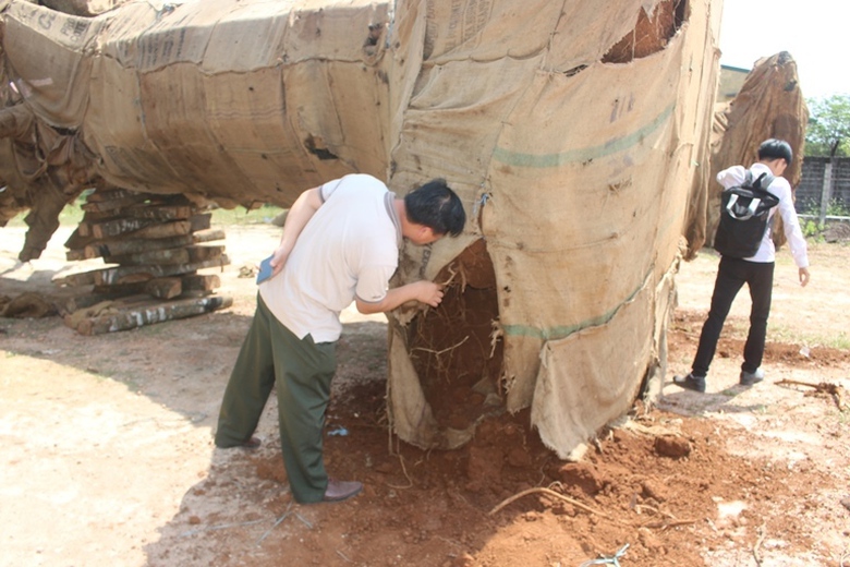 Can- canh- nhung- cay- khung- nhu- quai- thu- duoc