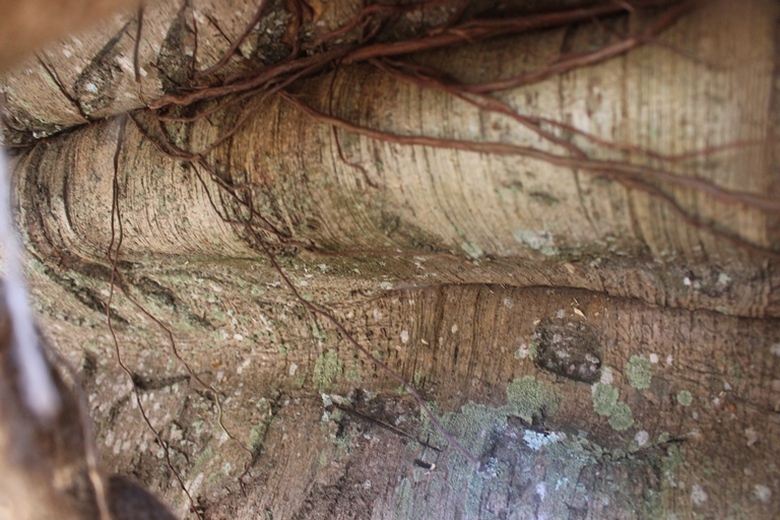 Can- canh- nhung- cay- khung- nhu- quai- thu- duoc