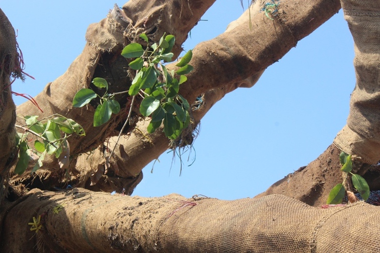 Can- canh- nhung- cay- khung- nhu- quai- thu- duoc