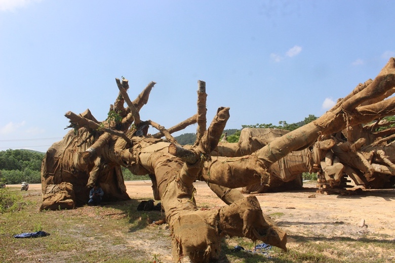 Can- canh- nhung- cay- khung- nhu- quai- thu- duoc