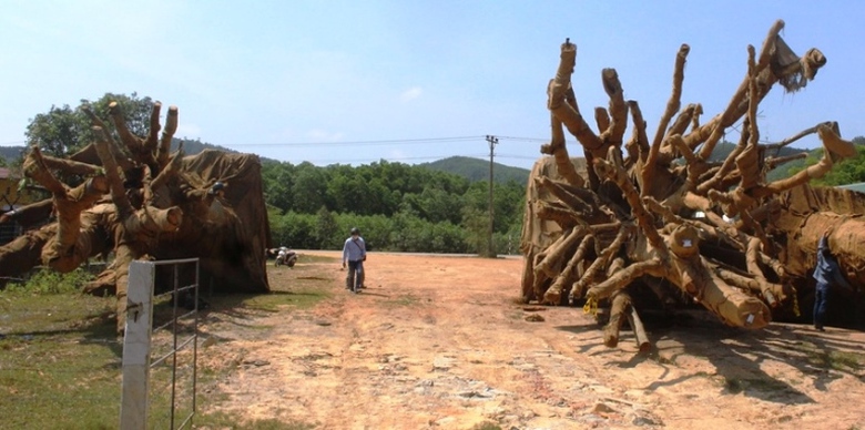 Cay- khung- nhu- quai- thu- Chu- yeu- gia- tri- tr