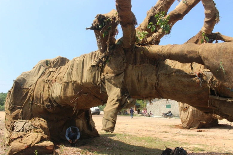 Cay- khung- nhu- quai- thu- Chu- yeu- gia- tri- tr