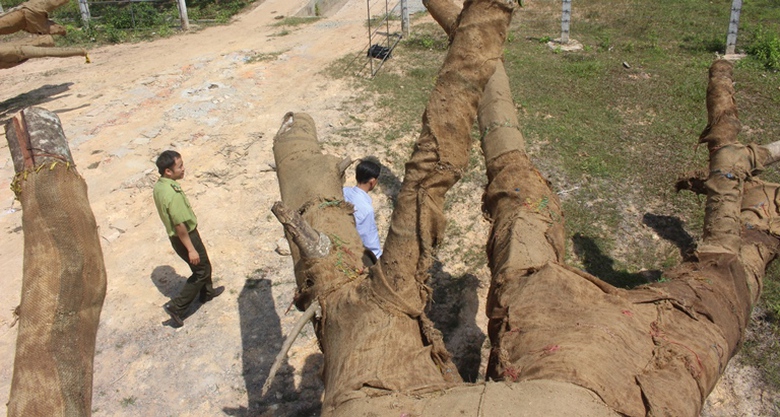 Ai- la- chu- cua- cay- khung- nhu- quai- thu- bo- 