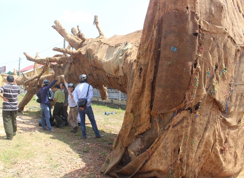 Vu- cay- khung- nhu- quai- thu- Da- trinh- ho- so-