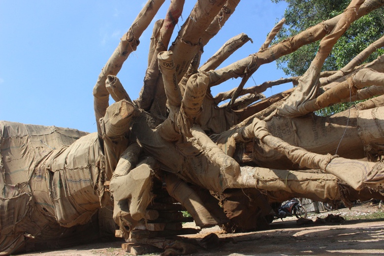 Chu- cay- khung- nhu- quai- thu- la- mot- thanh- n