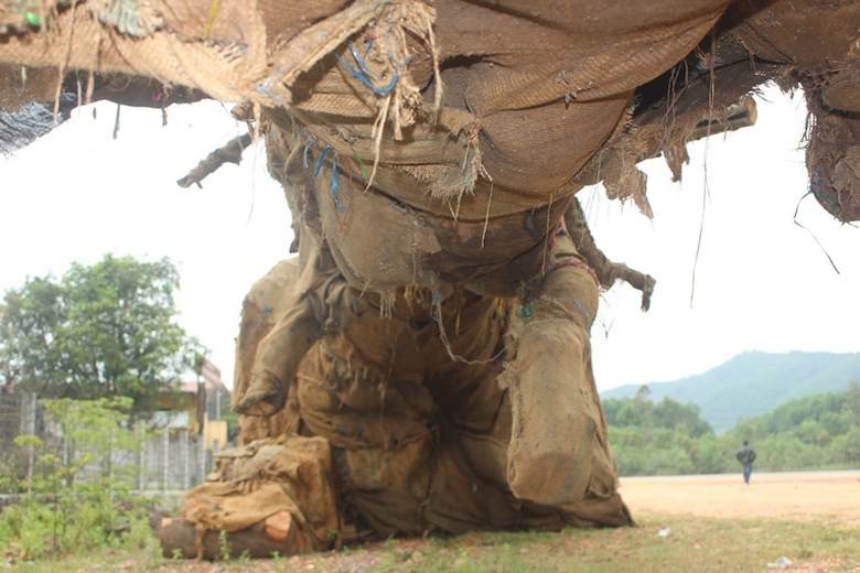 Cuc- Kiem- lam- chi- dao- gi- sau- vu- 3- cay- khu