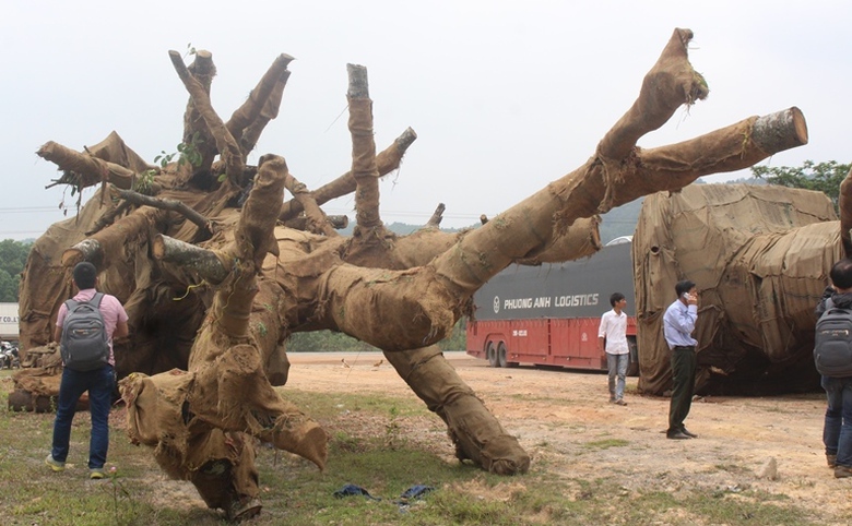 Cuc- Kiem- lam- chi- dao- gi- sau- vu- 3- cay- khu