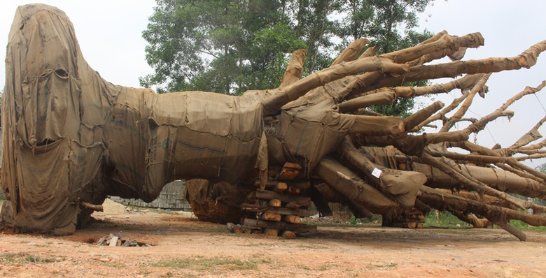 Suc- khoe- 3- cay- khung- nhu- quai- thu- ra- sao-