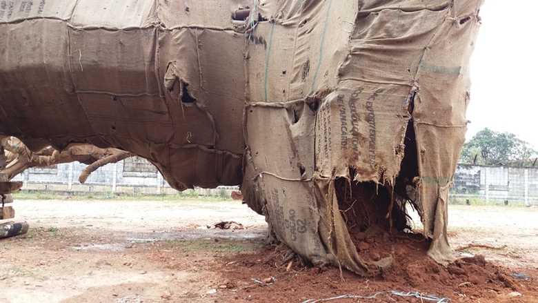 Suc- khoe- 3- cay- khung- nhu- quai- thu- ra- sao-