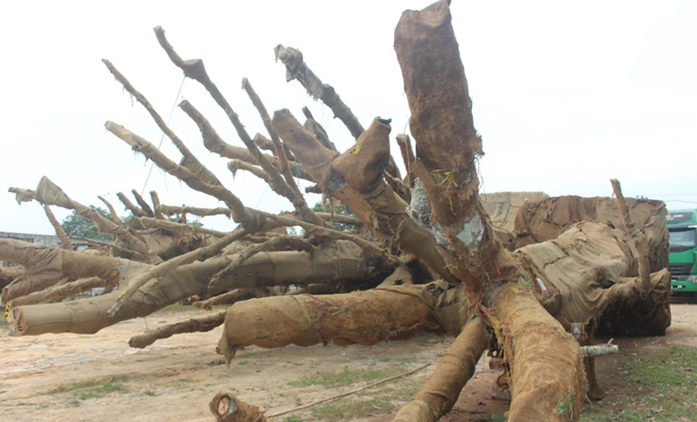 Suc- khoe- 3- cay- khung- nhu- quai- thu- ra- sao-