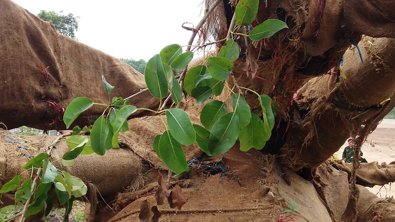 Suc- khoe- 3- cay- khung- nhu- quai- thu- ra- sao-