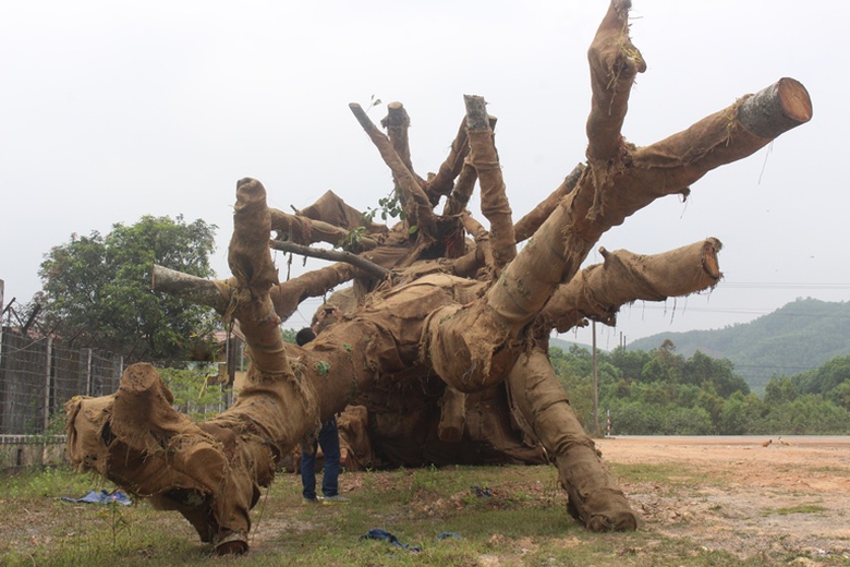 Kiem- lam- xu- ly- the- nao- voi- 3- cay- khung- n