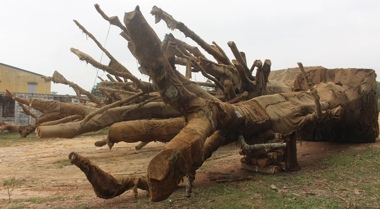 Kiem- lam- xu- ly- the- nao- voi- 3- cay- khung- n