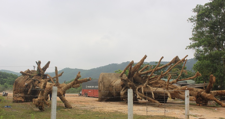 Chua- biet- dich- den- cu- the- cua- 3- cay- khung