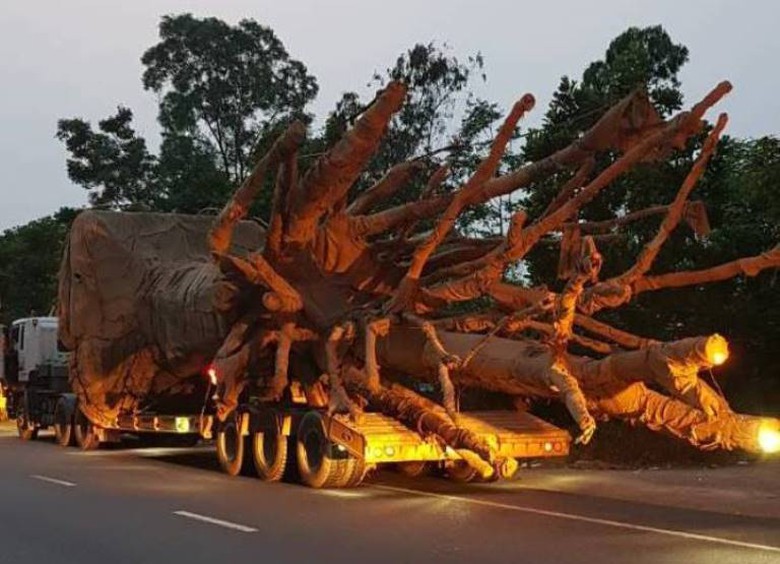 Chua- biet- dich- den- cu- the- cua- 3- cay- khung