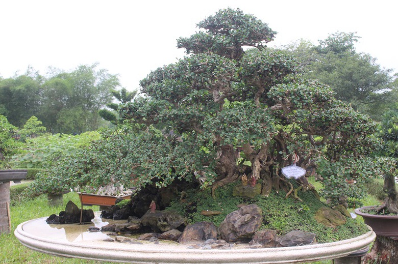 Bonsai- 3- mien- do- dang- o- khu- vuon- Thuong- u