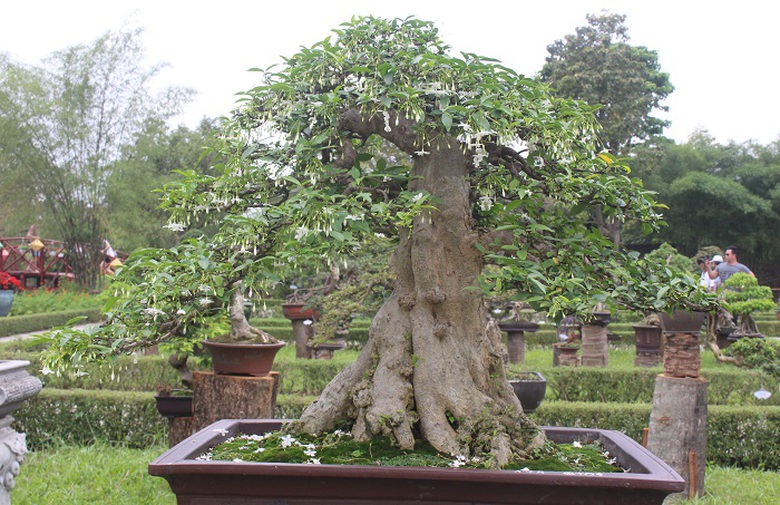 Bonsai- 3- mien- do- dang- o- khu- vuon- Thuong- u