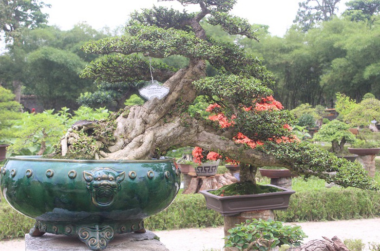 Bonsai- 3- mien- do- dang- o- khu- vuon- Thuong- u