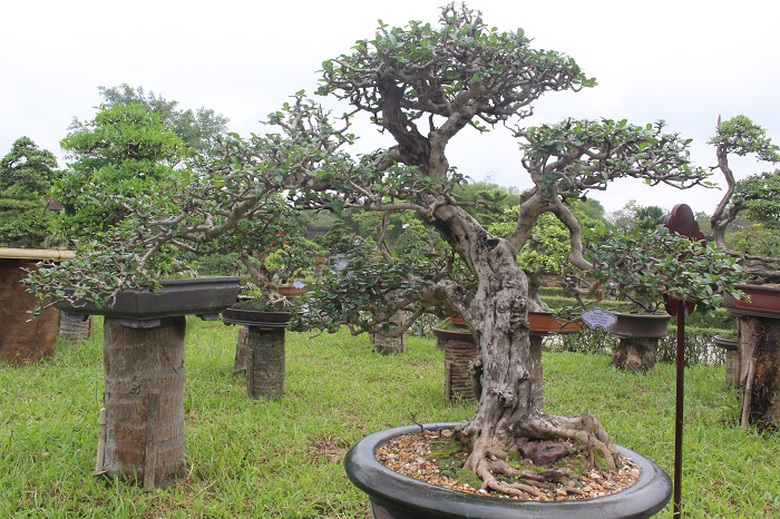 Bonsai- 3- mien- do- dang- o- khu- vuon- Thuong- u