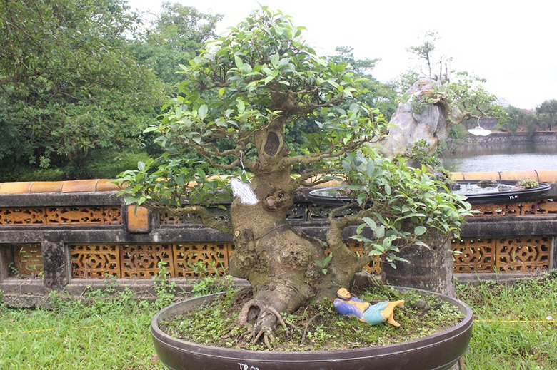Bonsai- 3- mien- do- dang- o- khu- vuon- Thuong- u