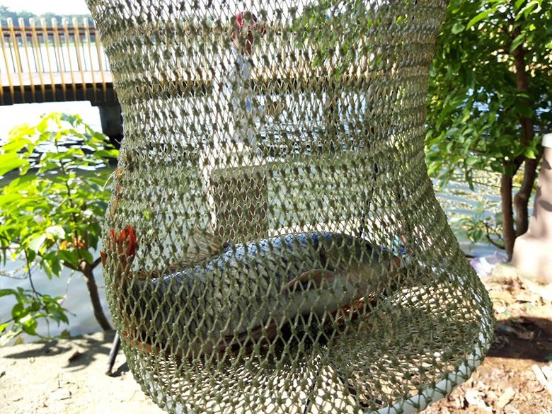 Can- canh- cay- cau- gioi- tre- ran- ran- check- i