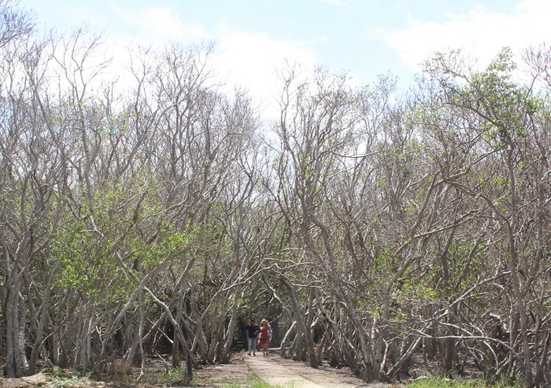 Lac- vao- Ru- Cha- 3