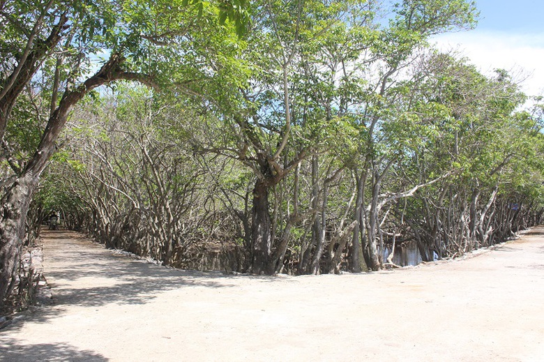 Lac- vao- Ru- Cha- 4