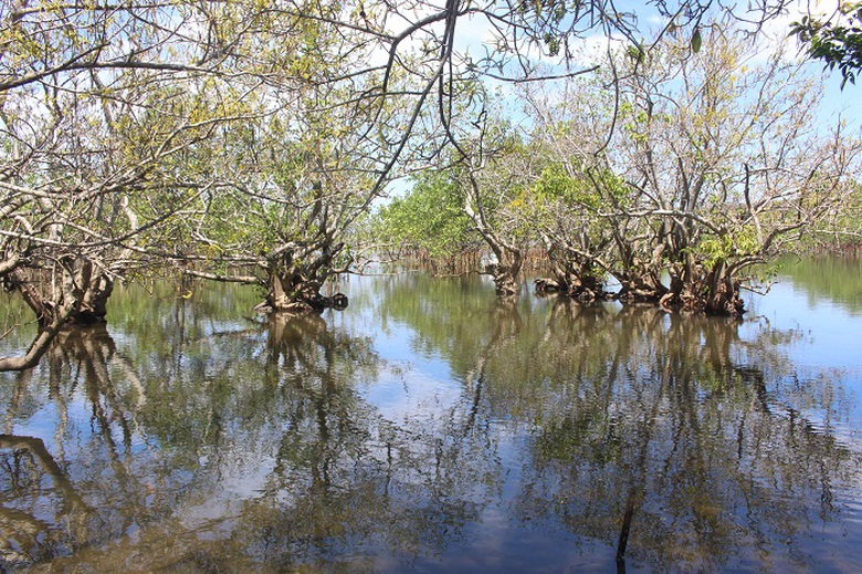 Lac- vao- Ru- Cha- 8