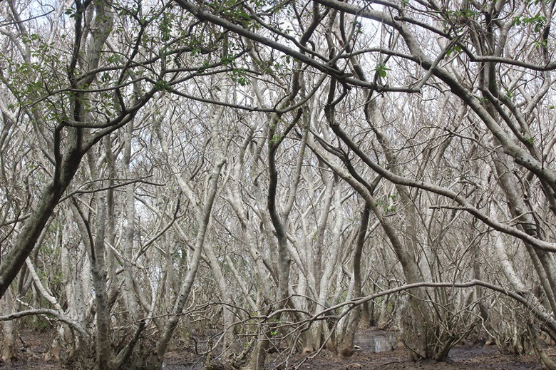 Lac- vao- Ru- Cha- 10