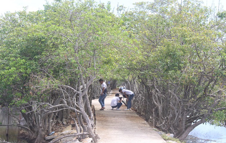 Lac- vao- Ru- Cha- 11