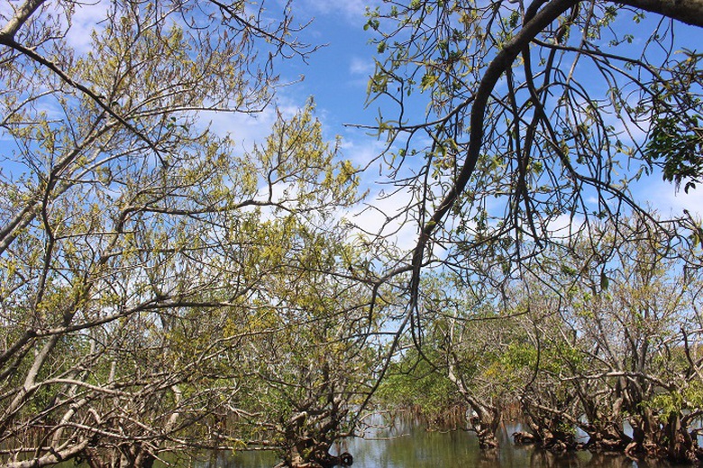 Lac- vao- Ru- Cha- 19